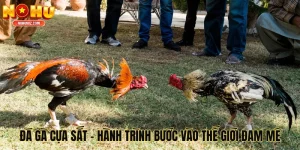 Khám Phá Đá Gà Cựa Sắt - Hành Trình Bước Vào Thế Giới Đam Mê