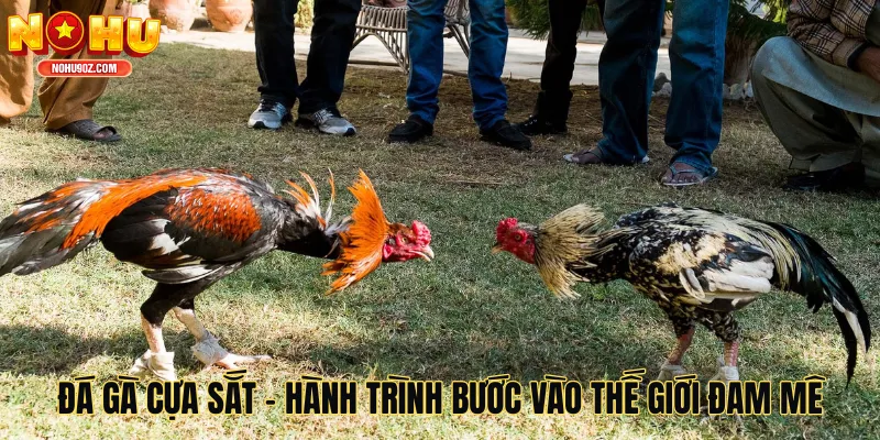 Khám Phá Đá Gà Cựa Sắt - Hành Trình Bước Vào Thế Giới Đam Mê