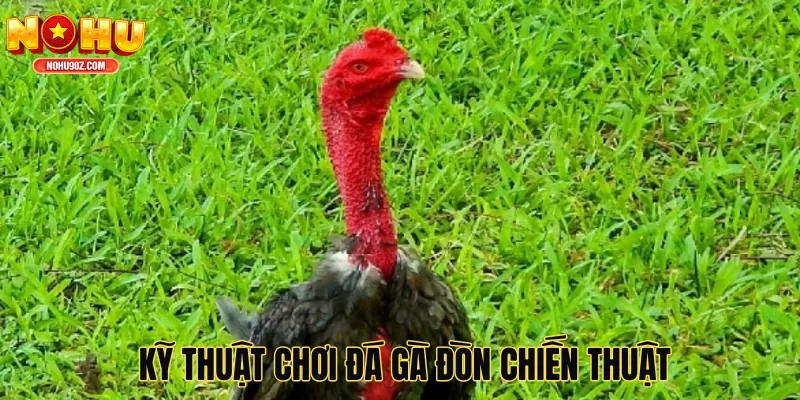 Kỹ thuật chơi đá gà đòn chiến thuật kỹ năng yếu tố thành công